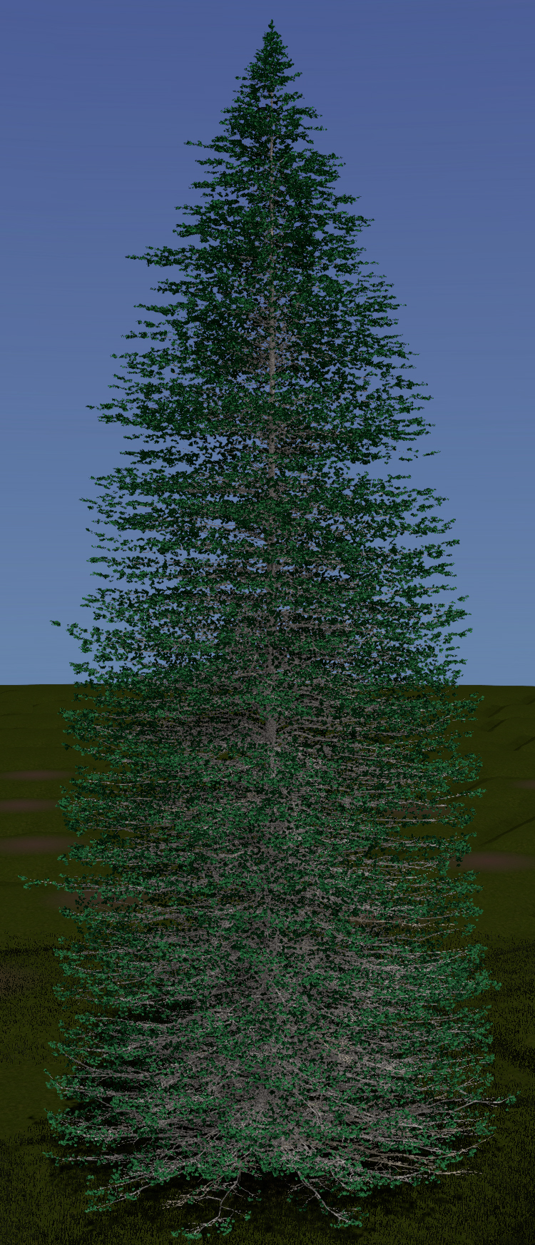 Alpine Fir
