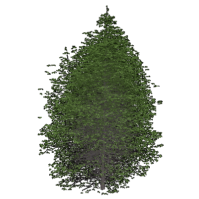 American Beech