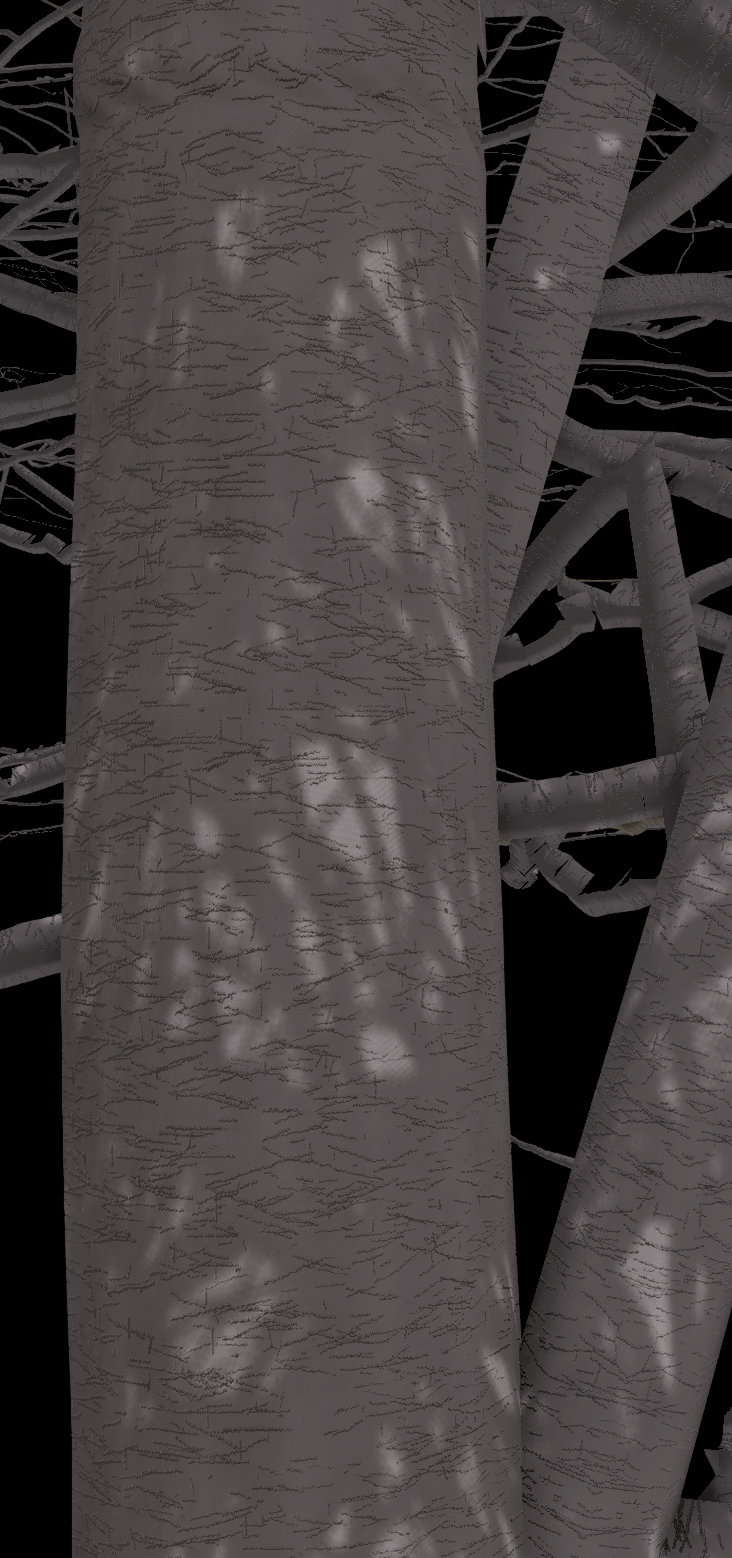 American Beech Bark