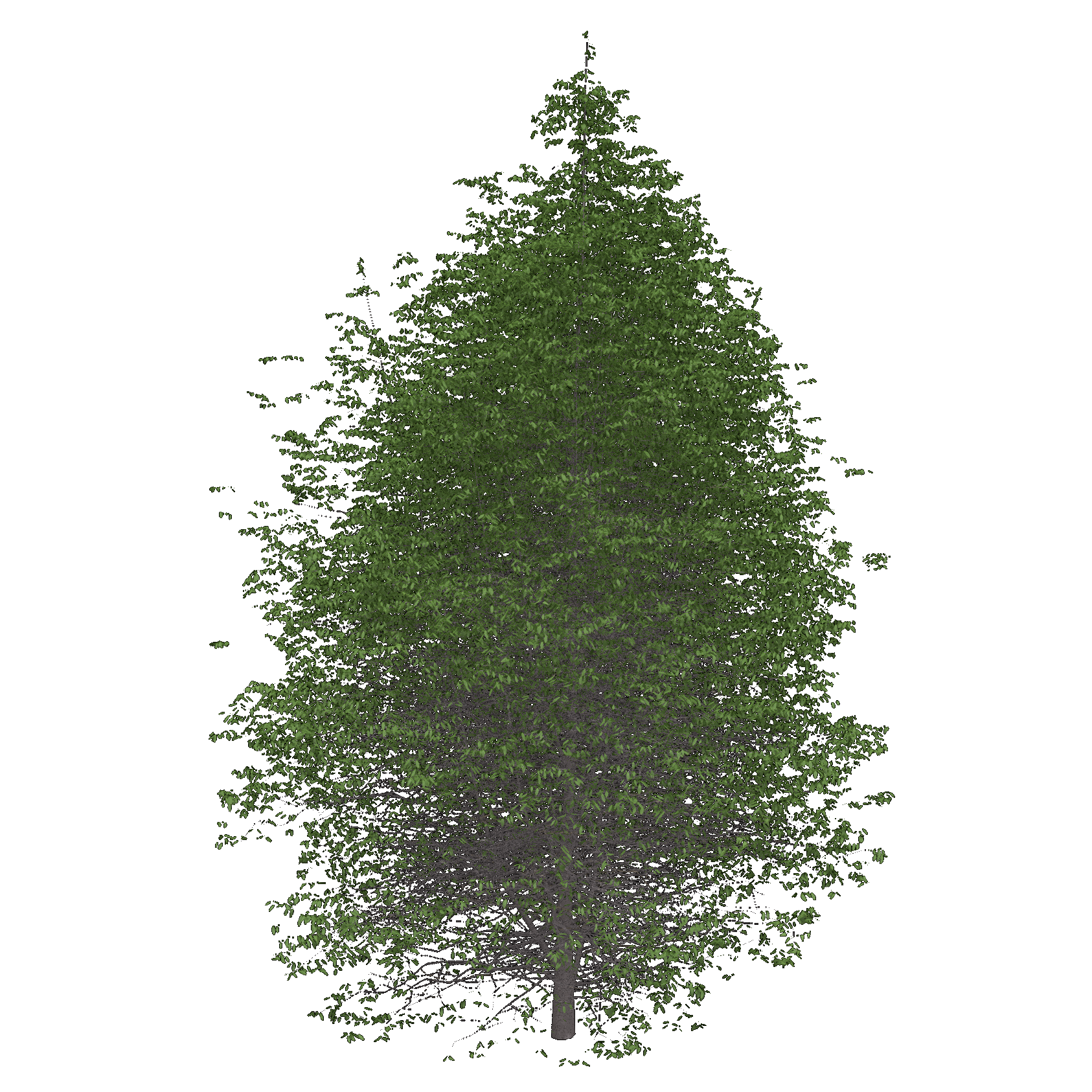 American Beech