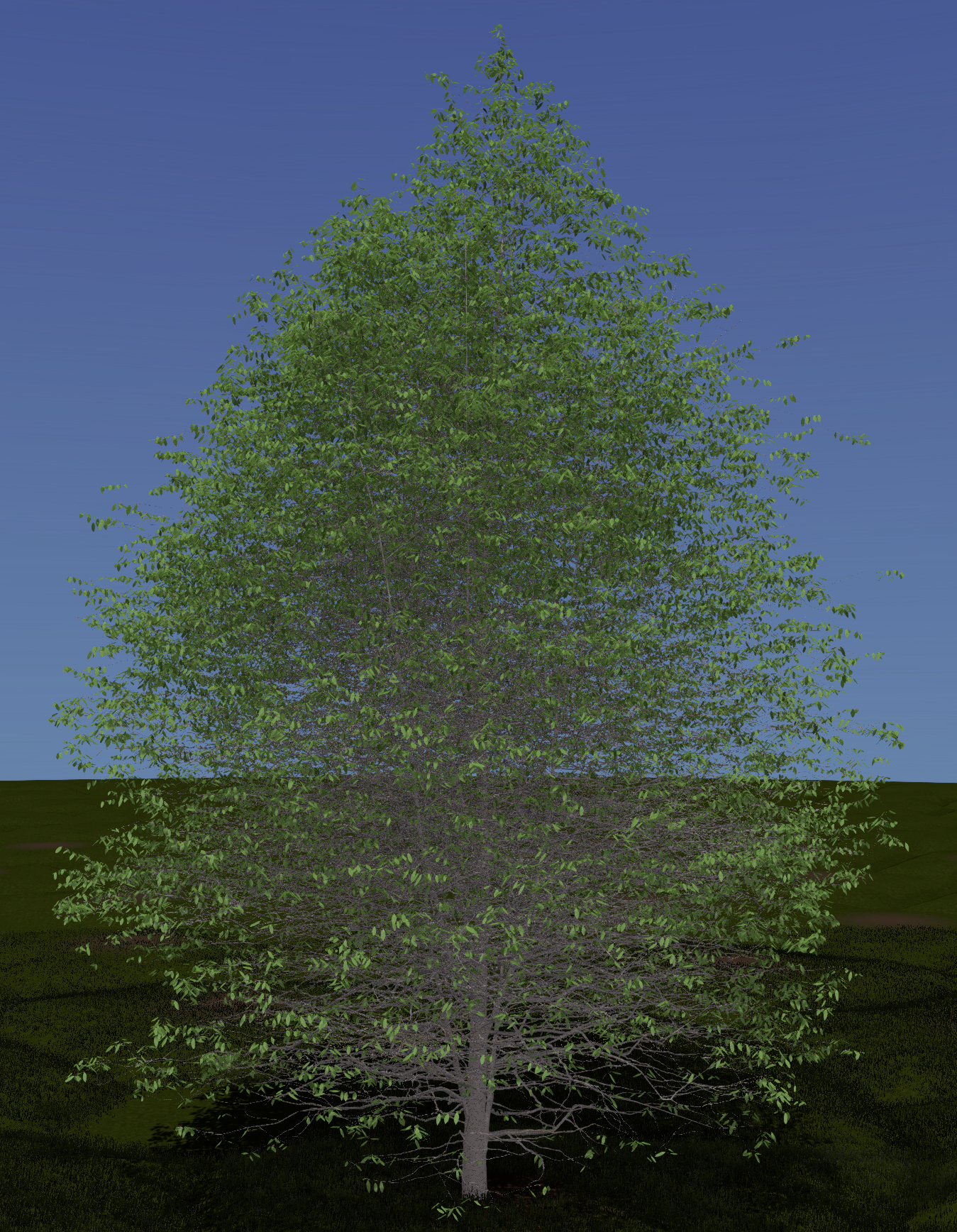 American Beech