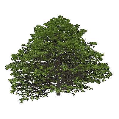 American Chestnut