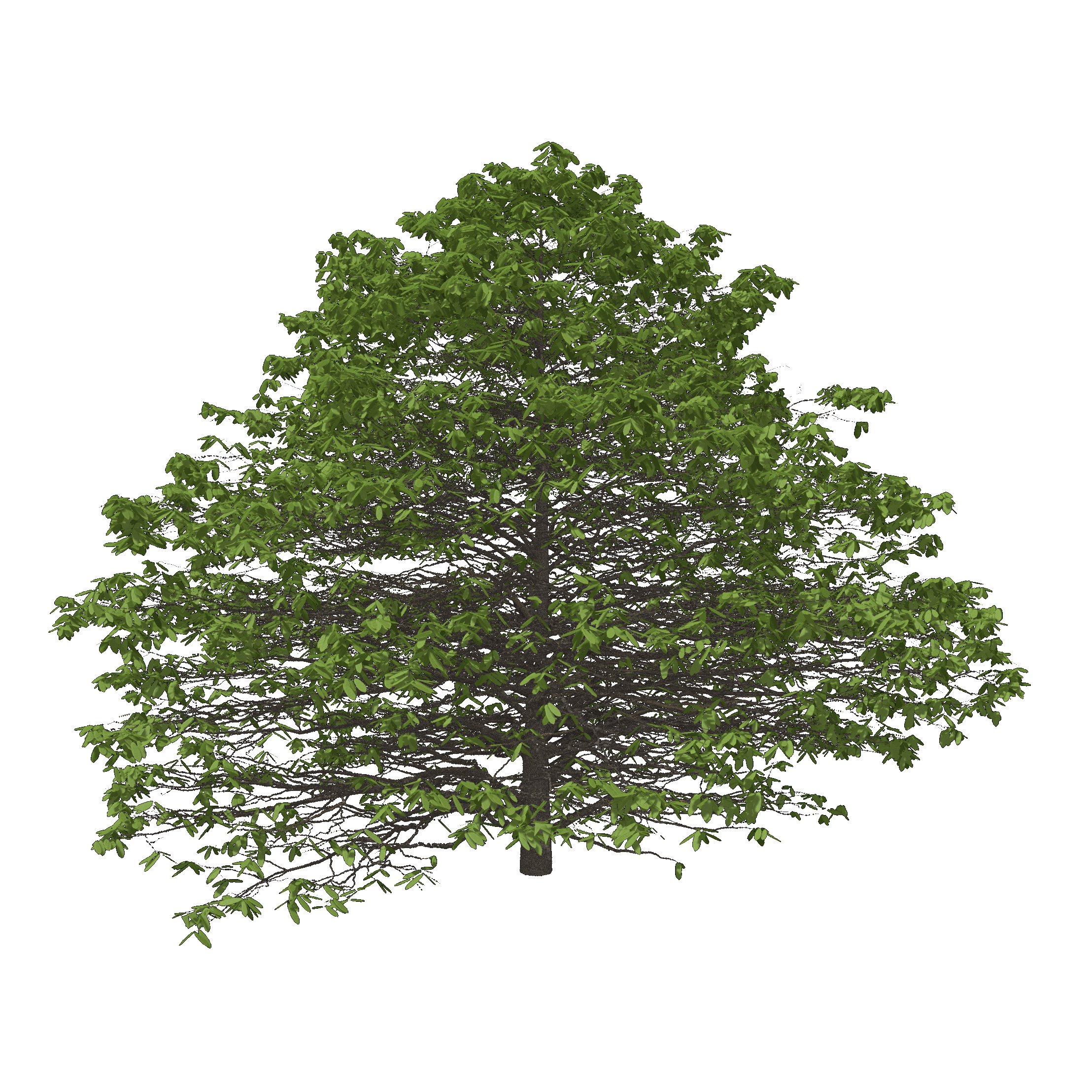 American Chestnut