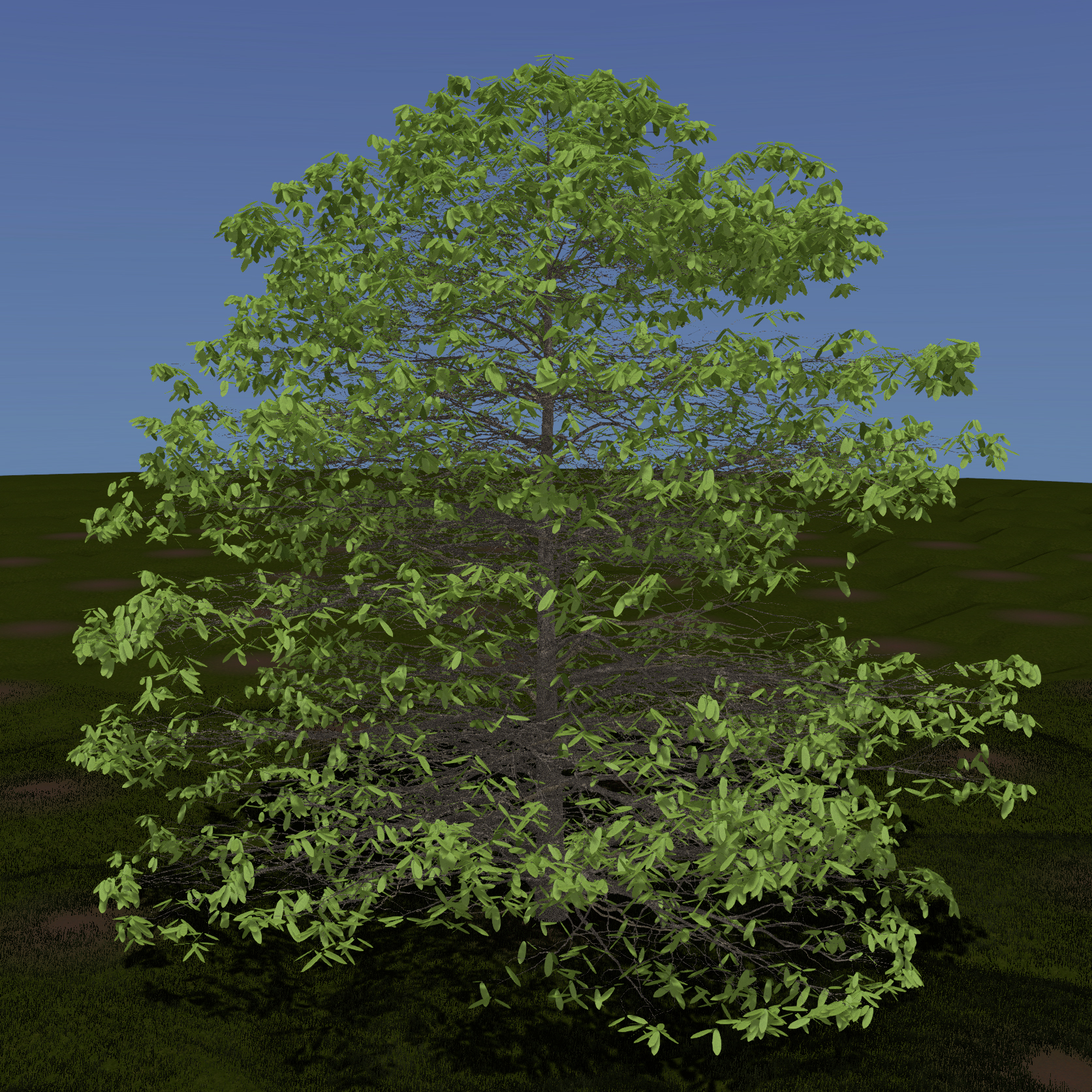 American Chestnut