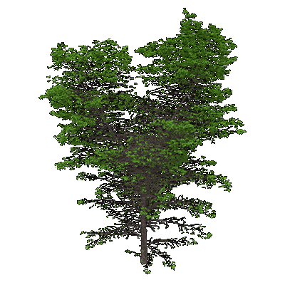 American Elm