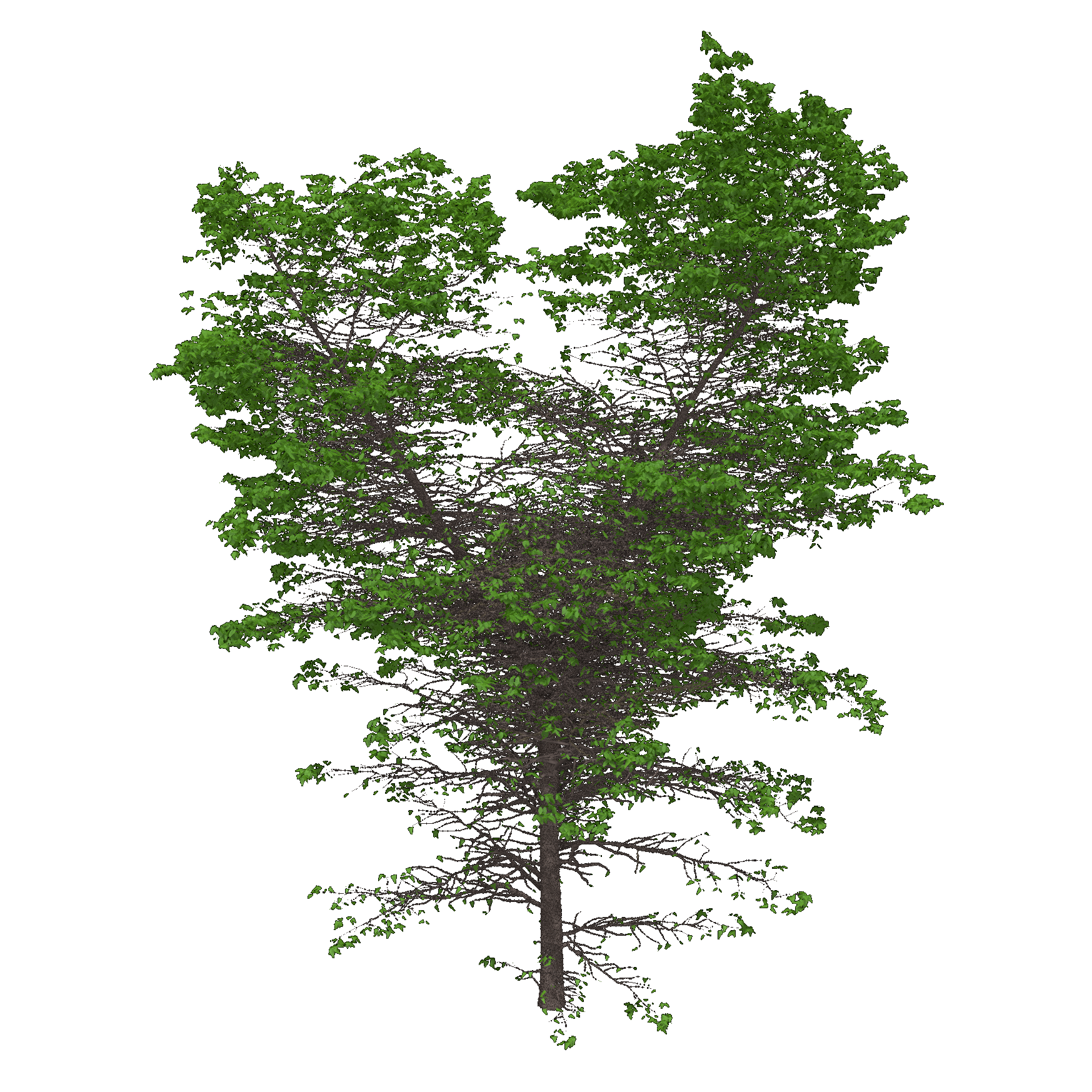 American Elm