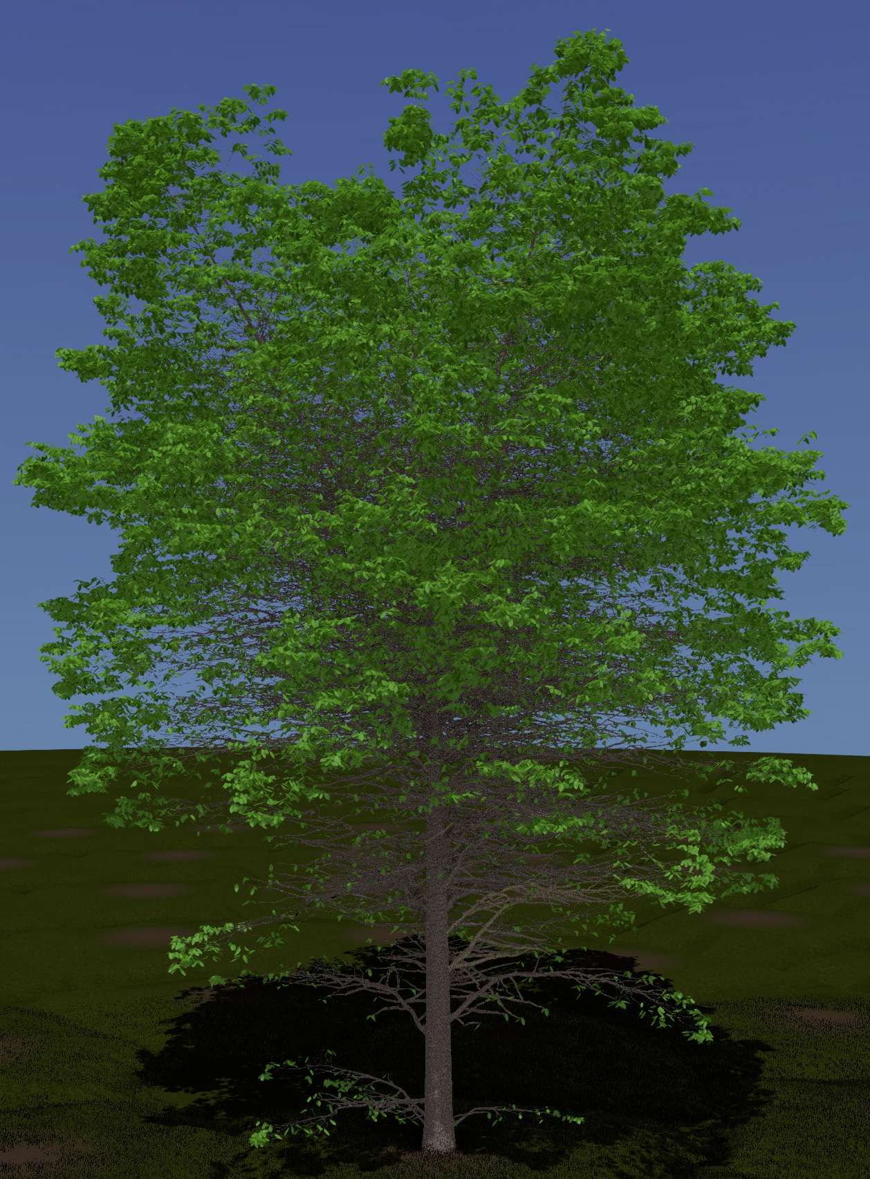 American Elm