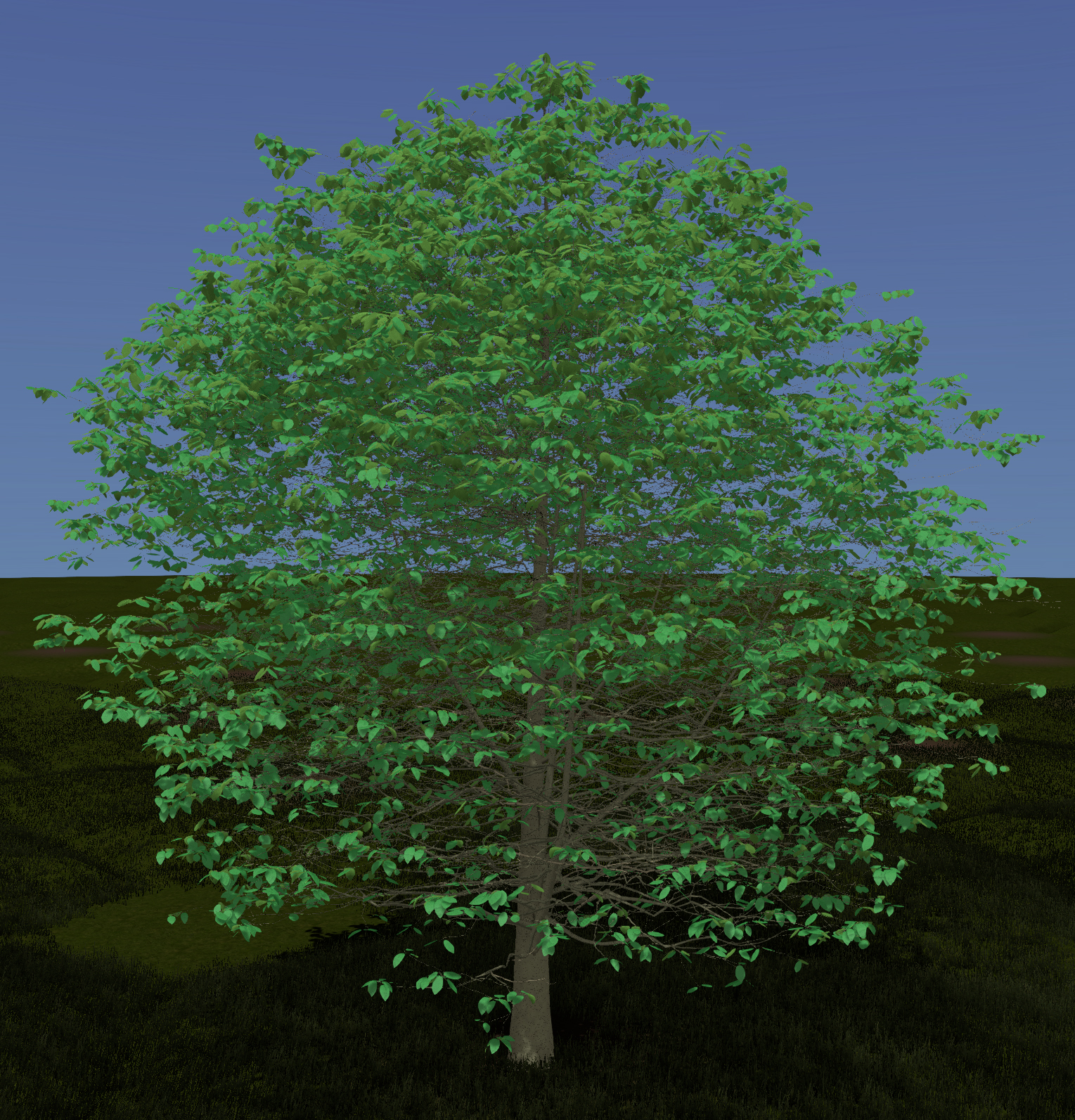 American Hornbeam