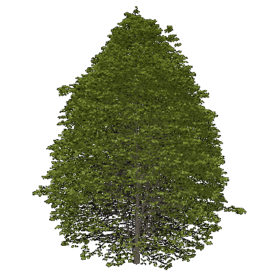 American Linden