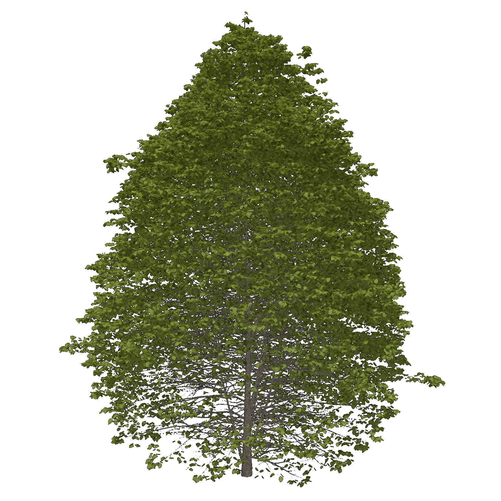 American Linden