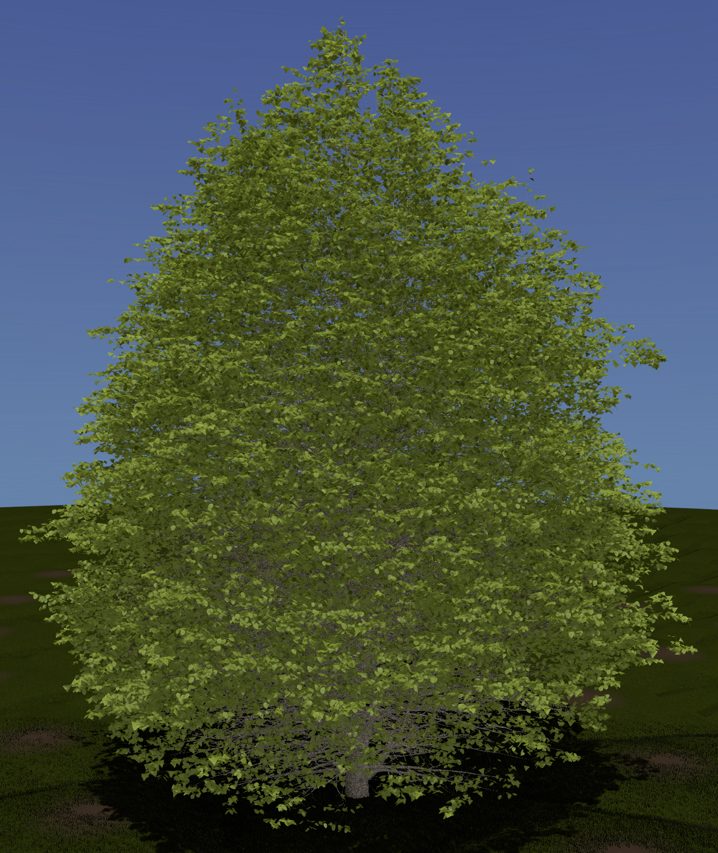 American Linden