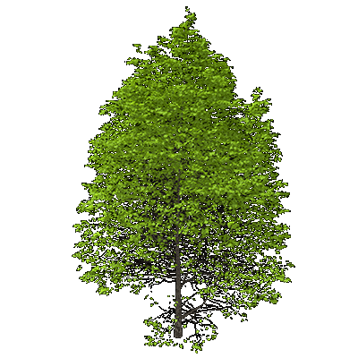 American Sweetgum