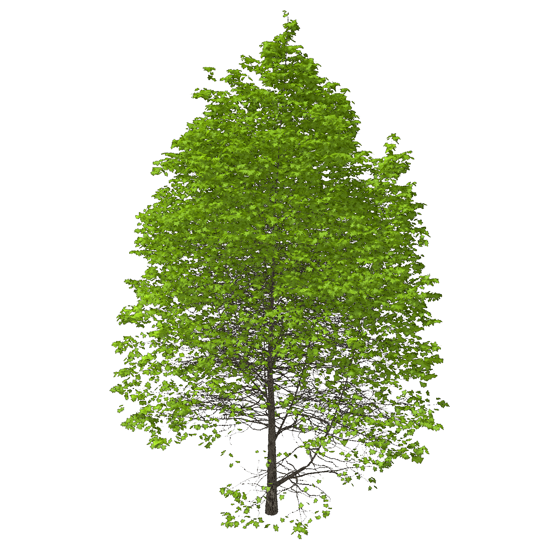 American Sweetgum