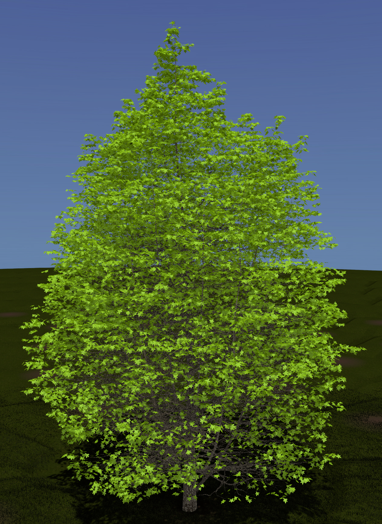 American Sweetgum