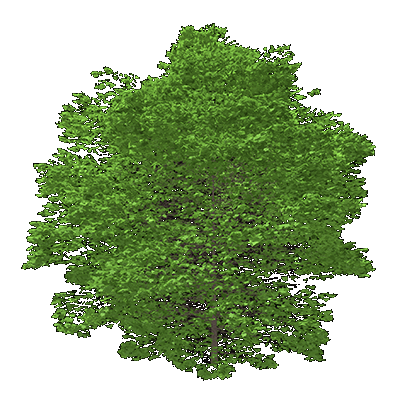 American Sycamore