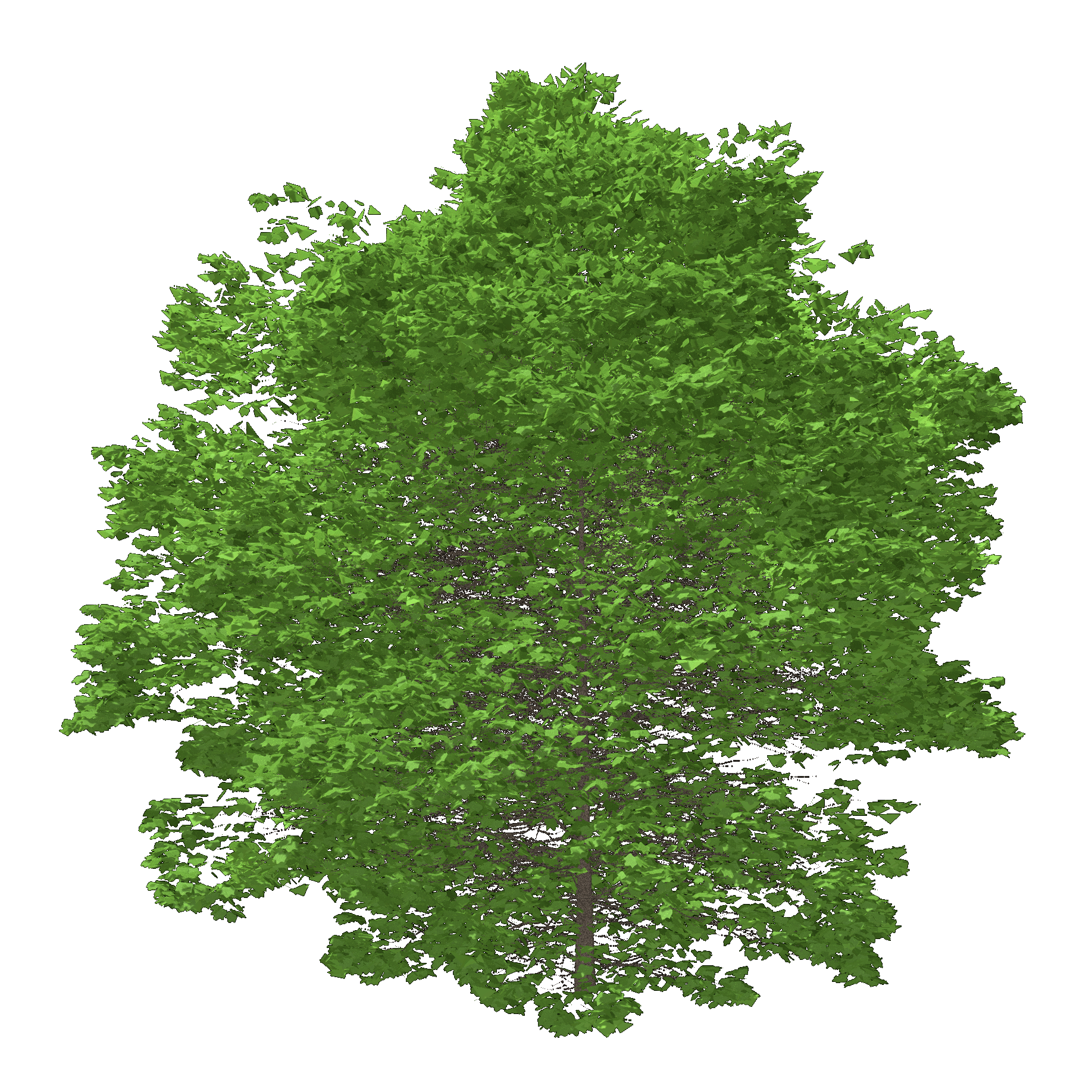 American Sycamore