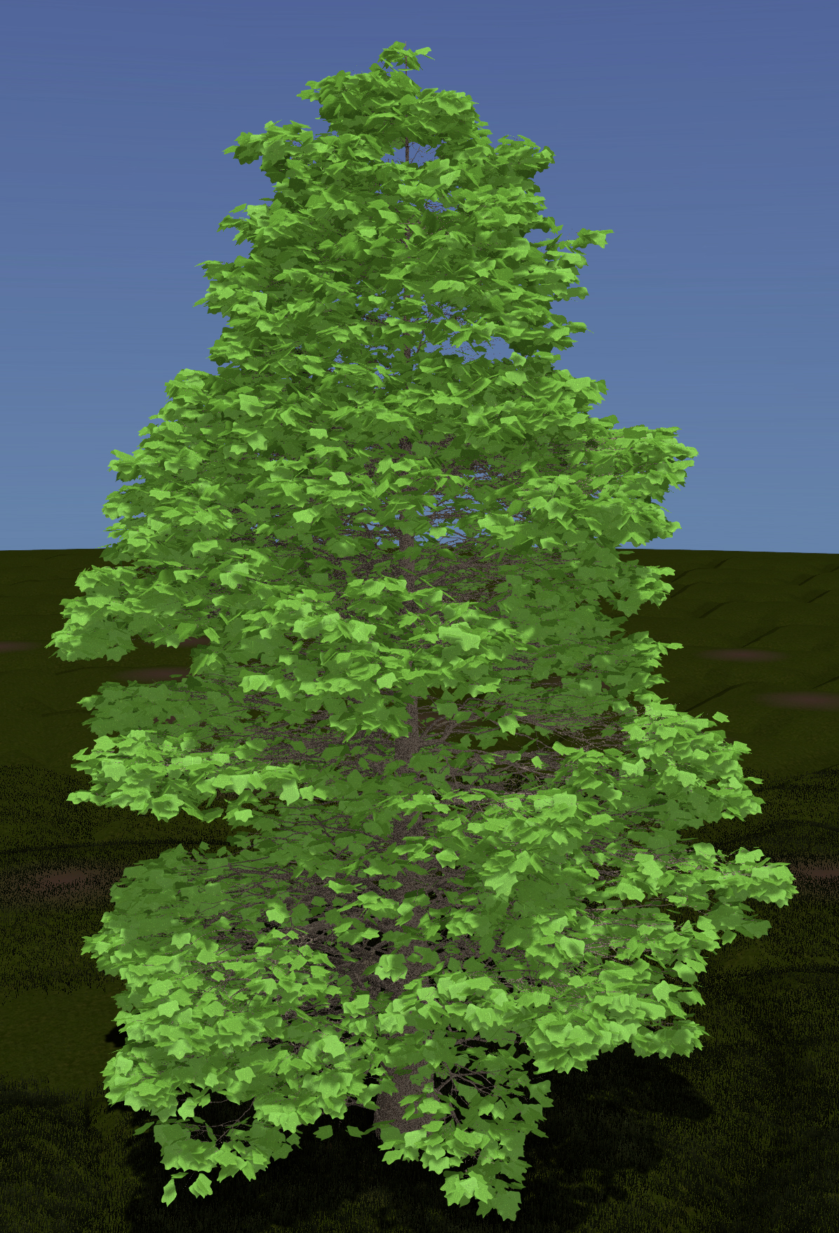 American Sycamore