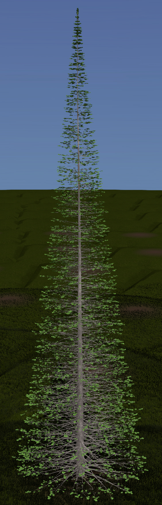 Balsam Fir