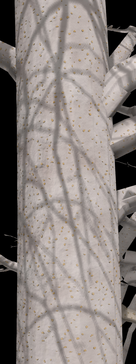 Bigtooth Aspen Bark