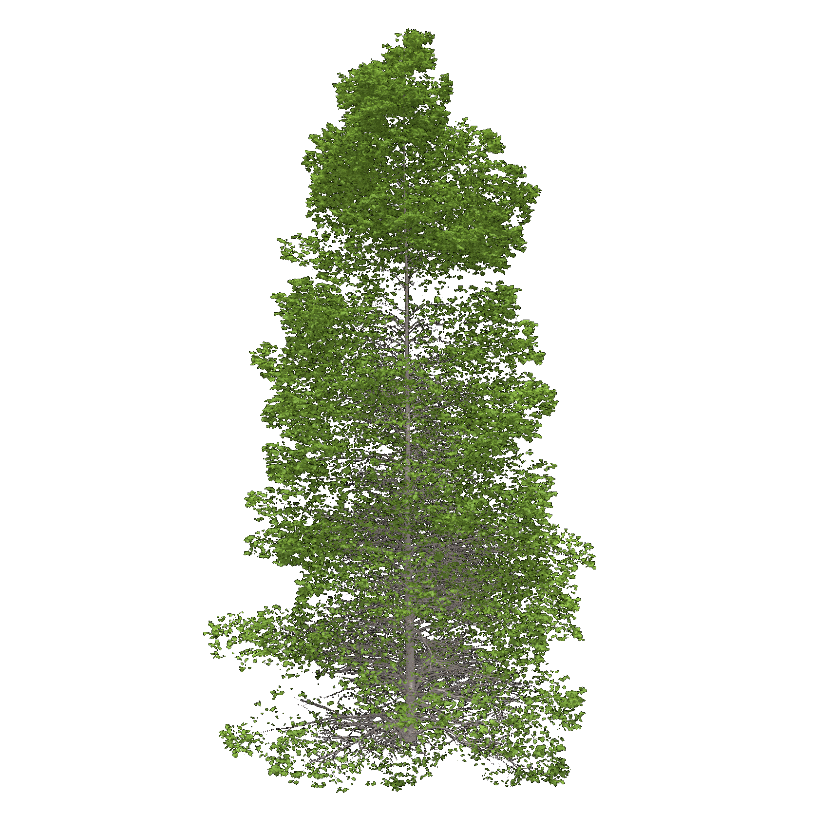 Bigtooth Aspen