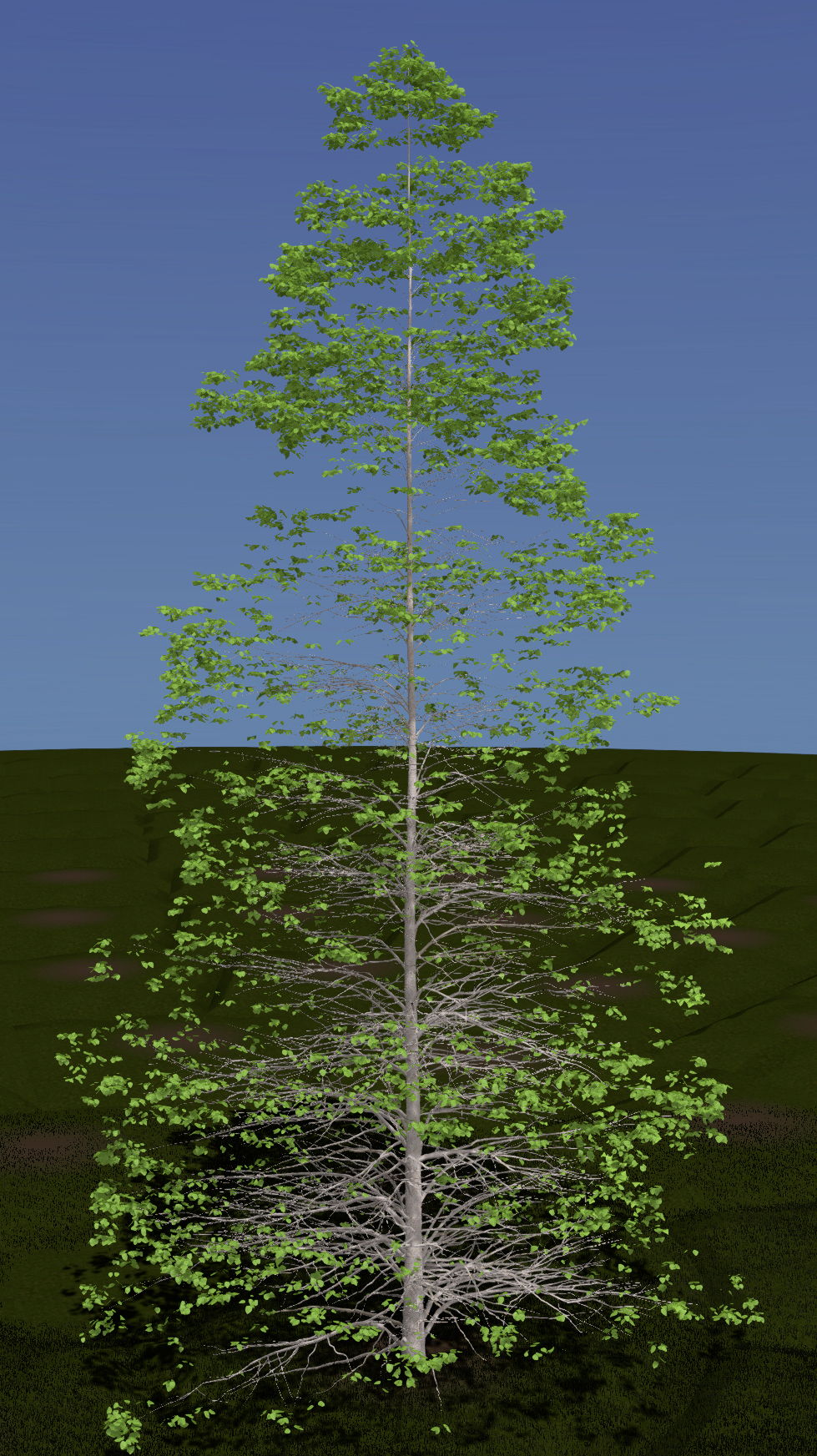 Bigtooth Aspen