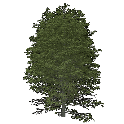Bitternut Hickory