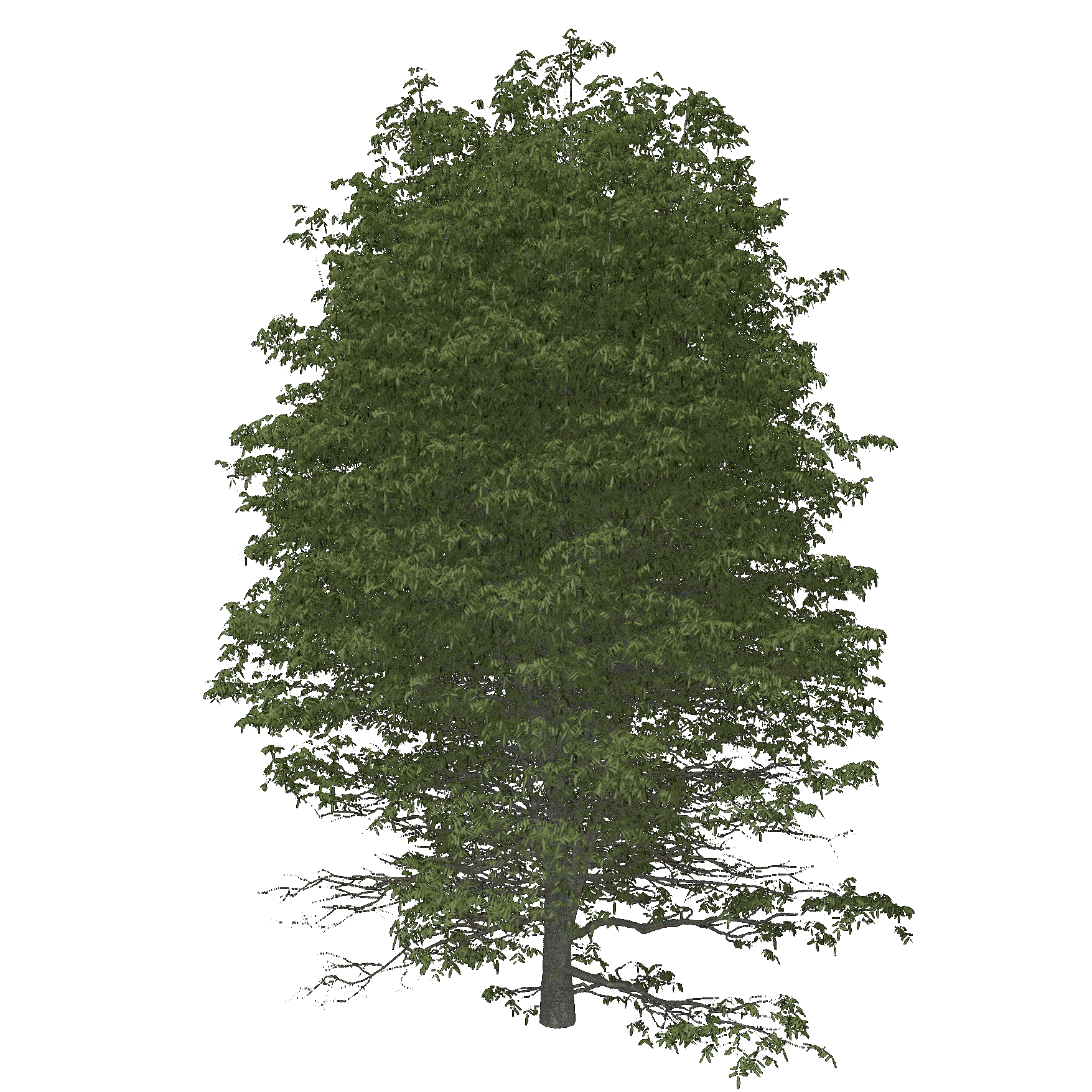 Bitternut Hickory