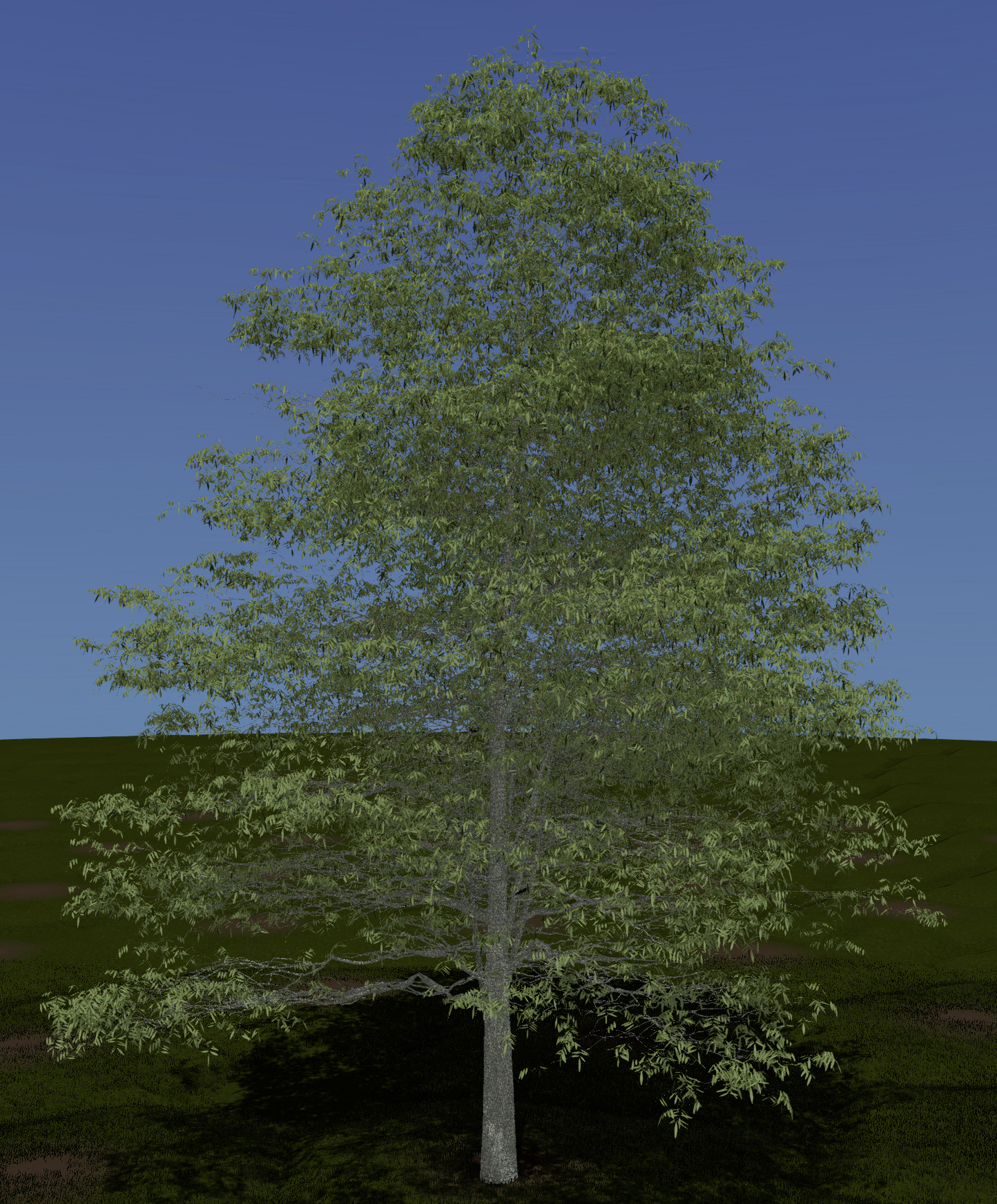 Bitternut Hickory