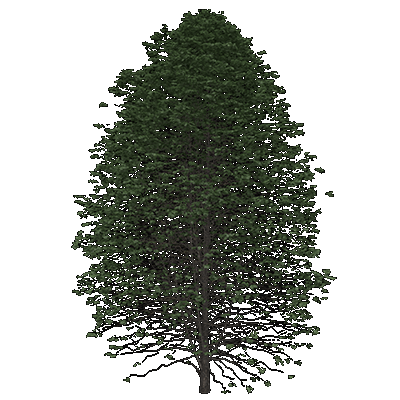 Black Maple