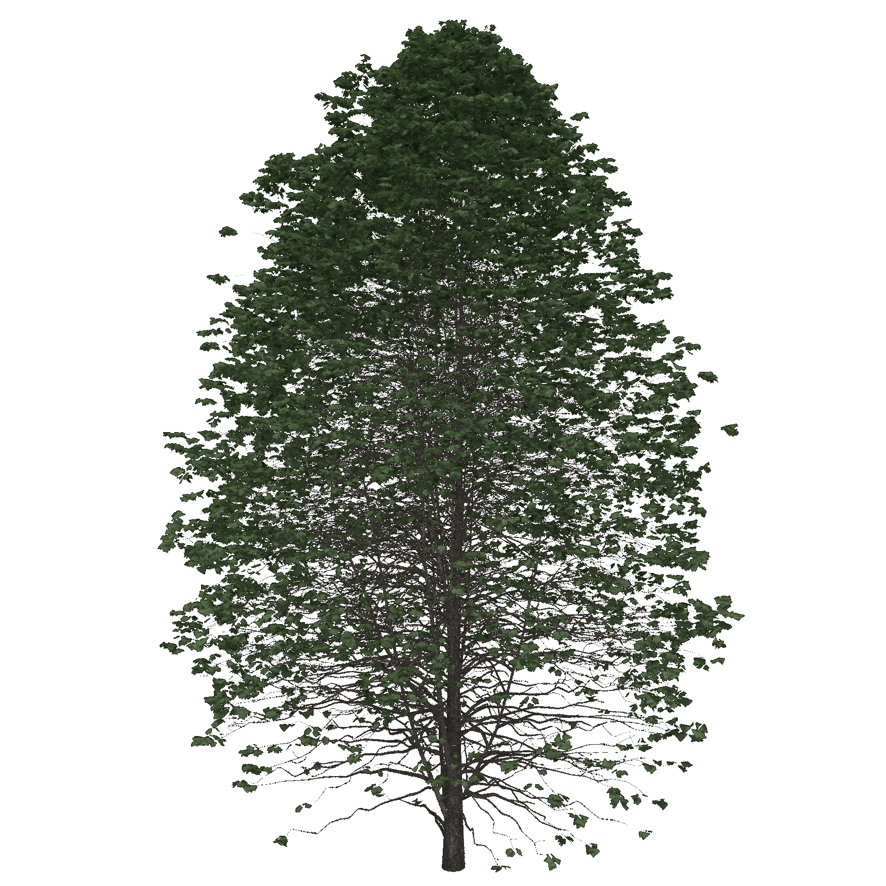 Black Maple