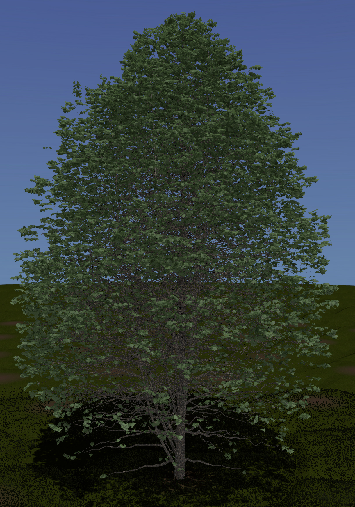 Black Maple