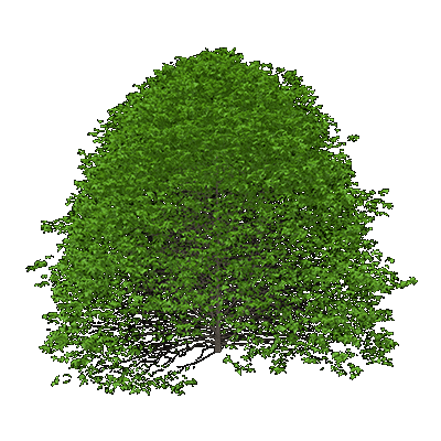 Black Oak
