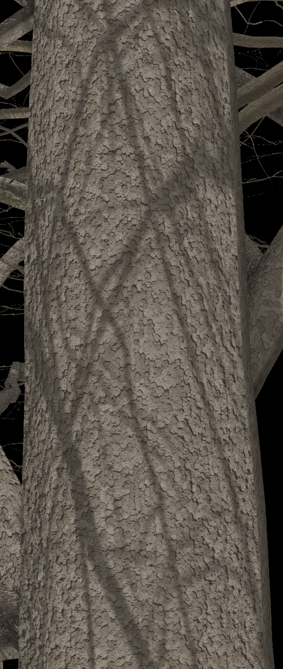 Black Oak Bark