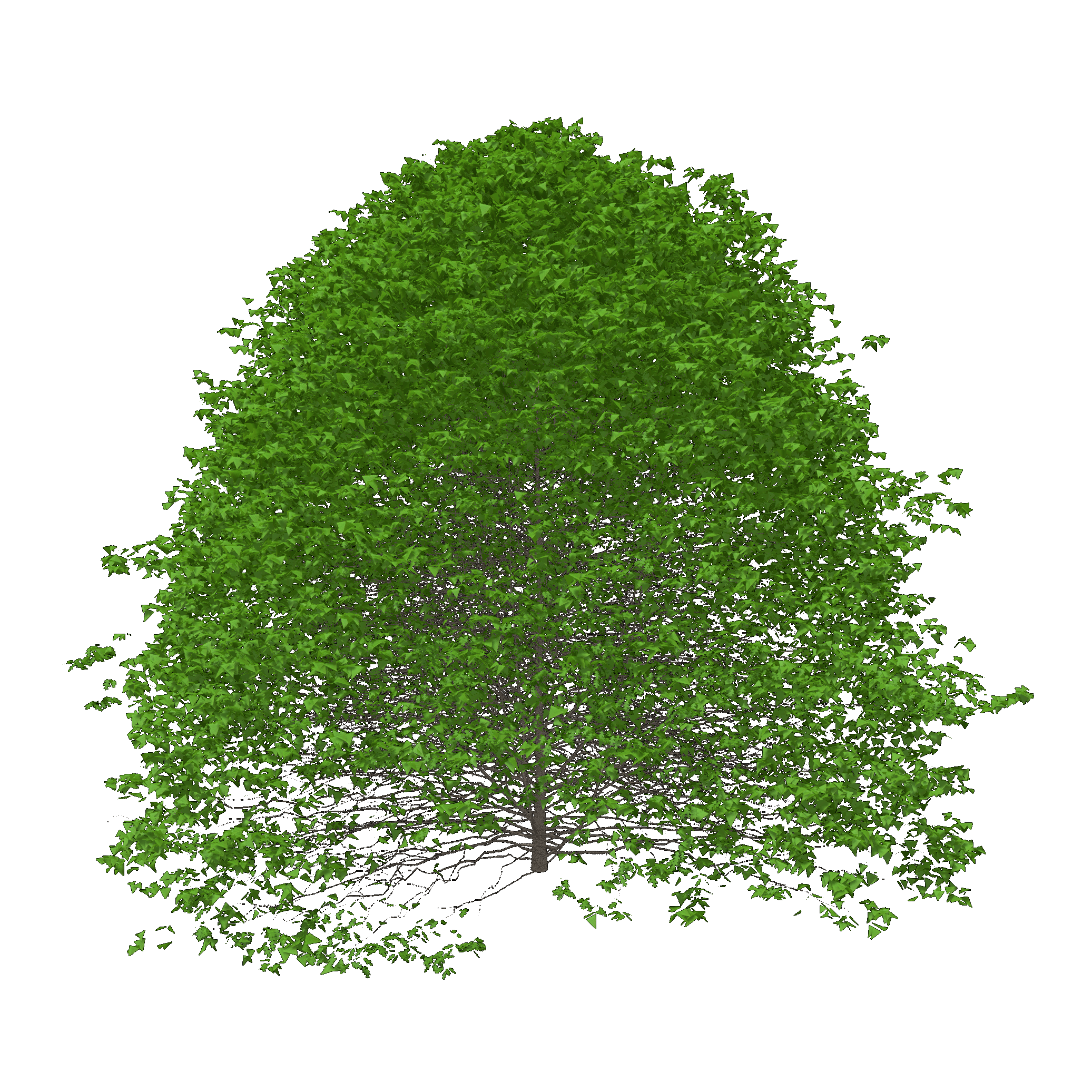 Black Oak