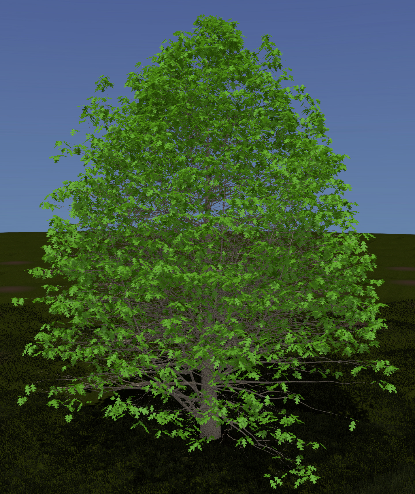 Black Oak