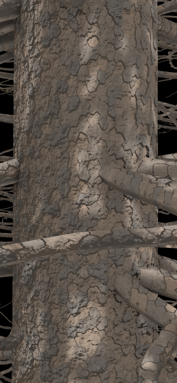 Black Spruce Bark