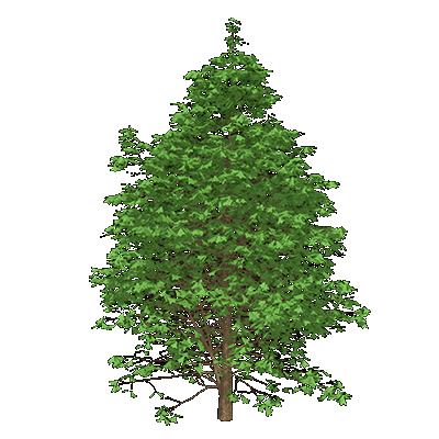 Blackjack Oak