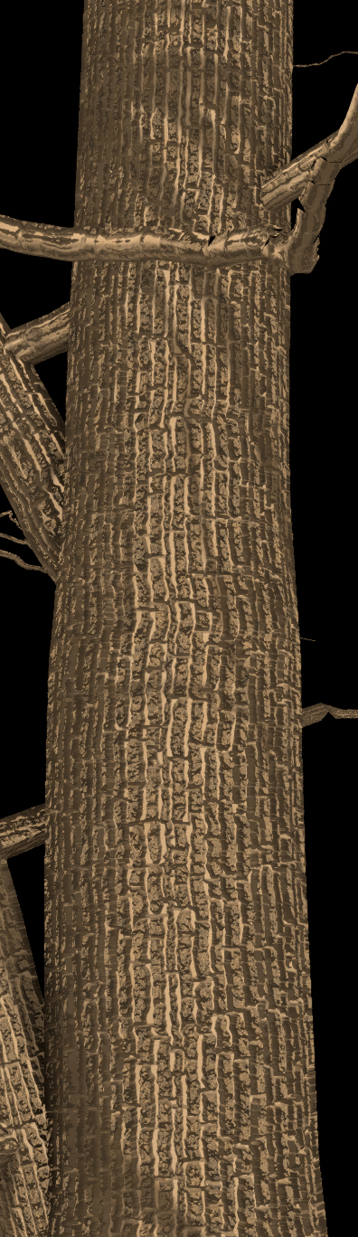 Blackjack Oak Bark