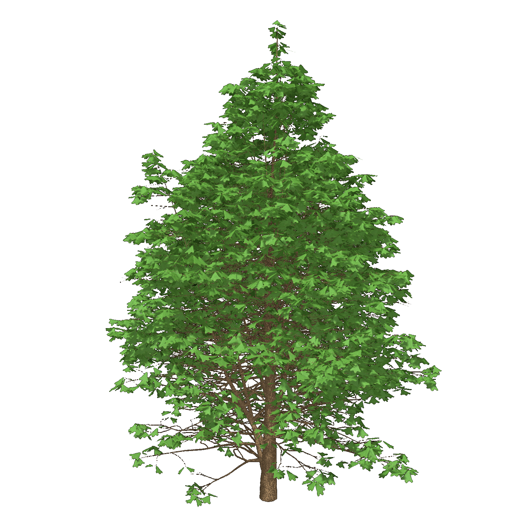 Blackjack Oak
