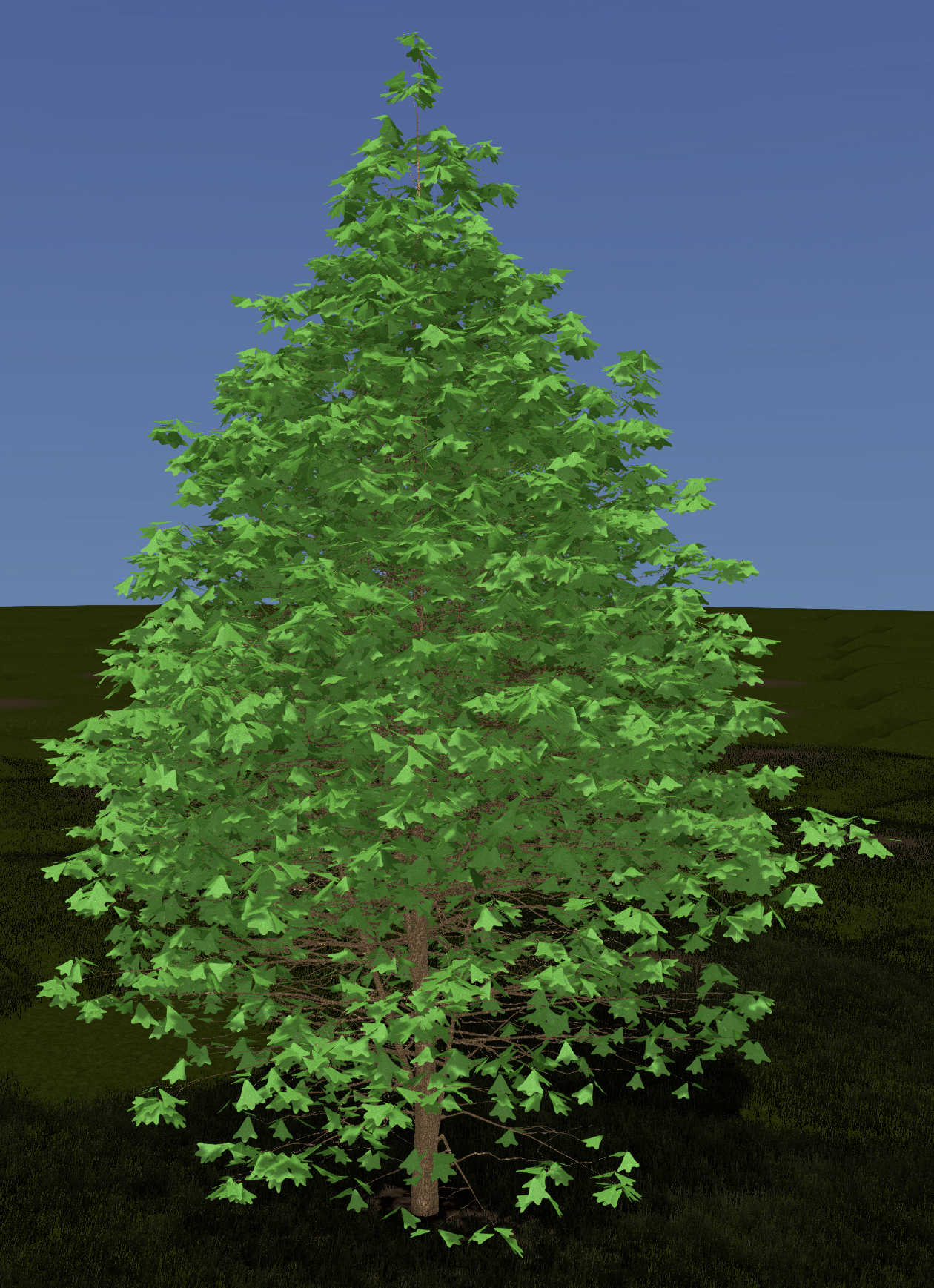 Blackjack Oak