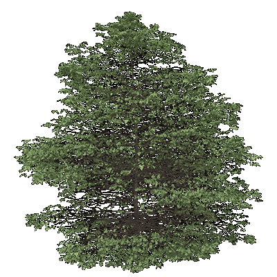 Bur Oak