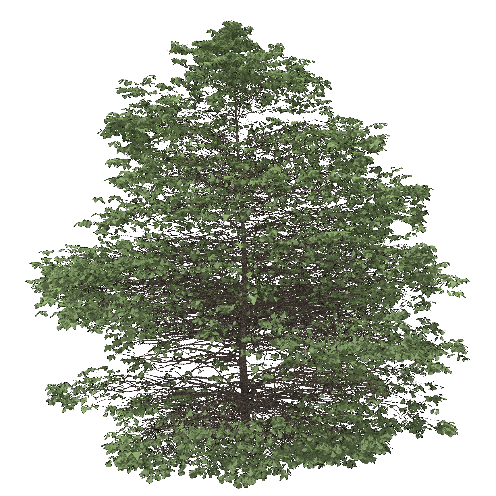Bur Oak