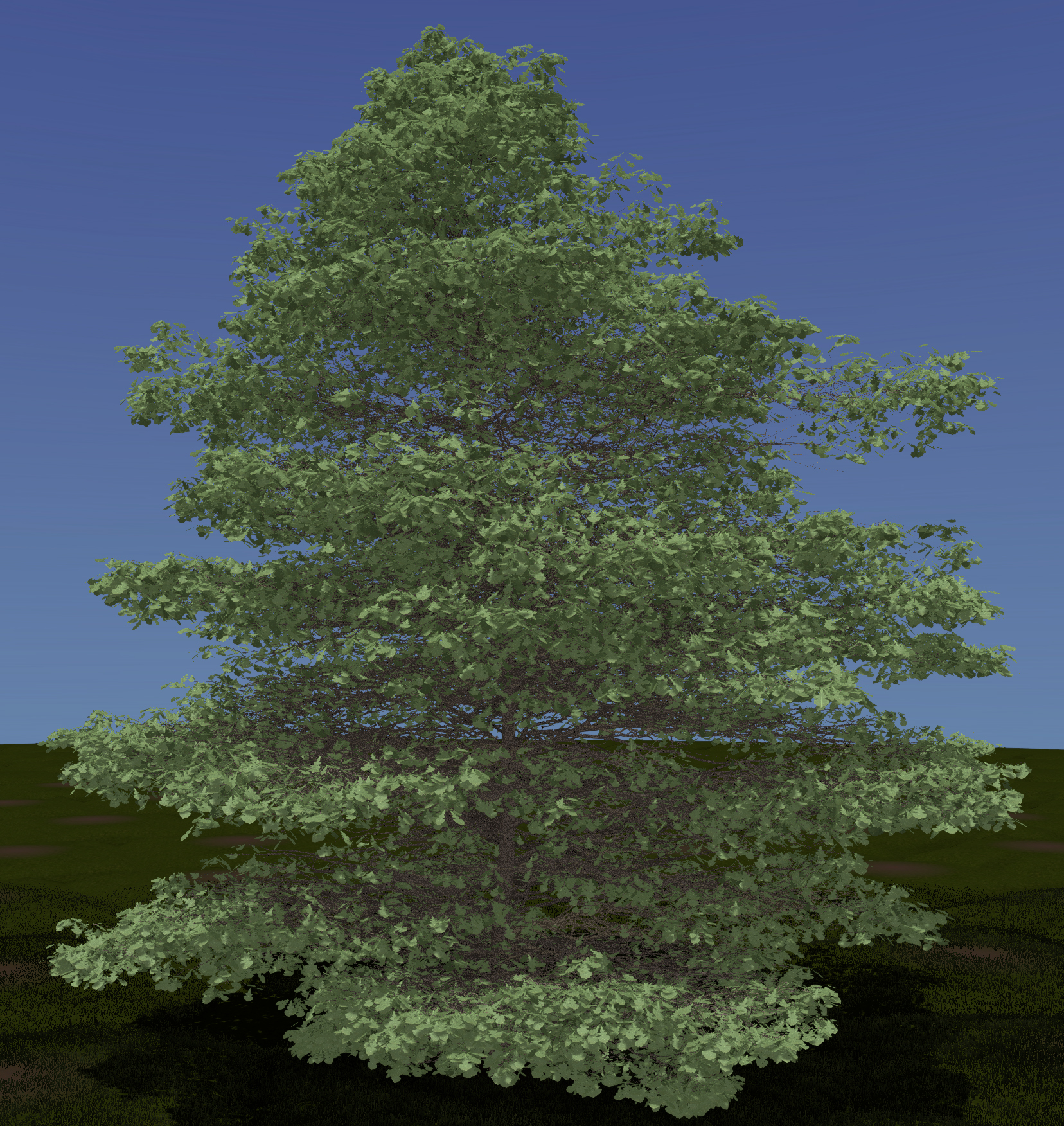 Bur Oak