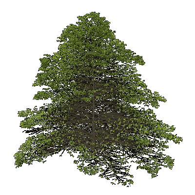 Chestnut Oak