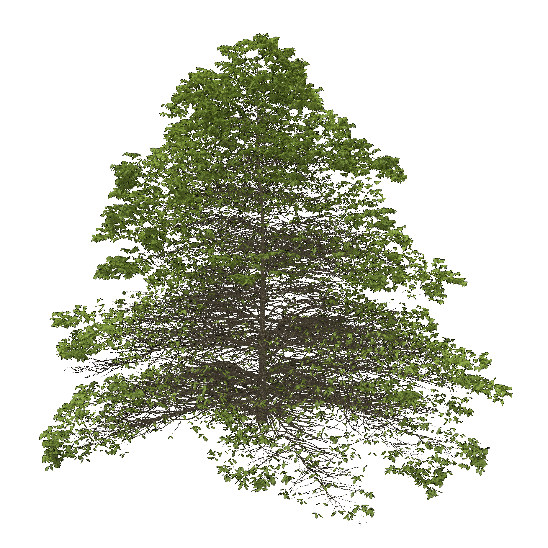 Chestnut Oak