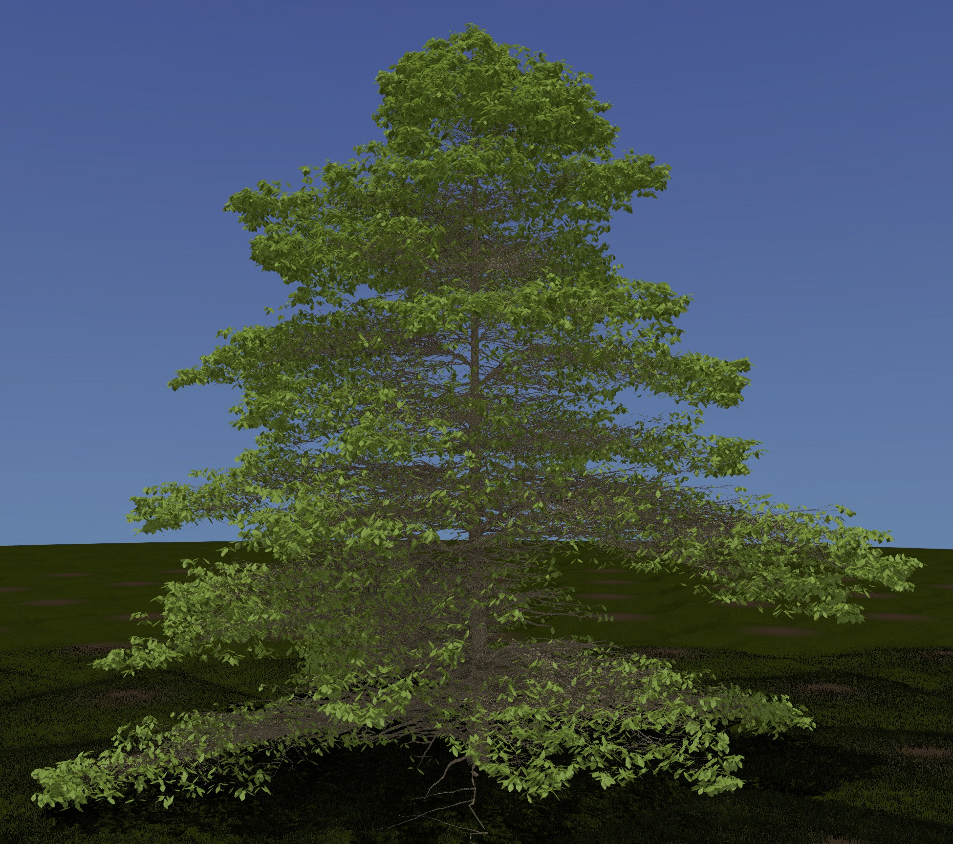 Chestnut Oak