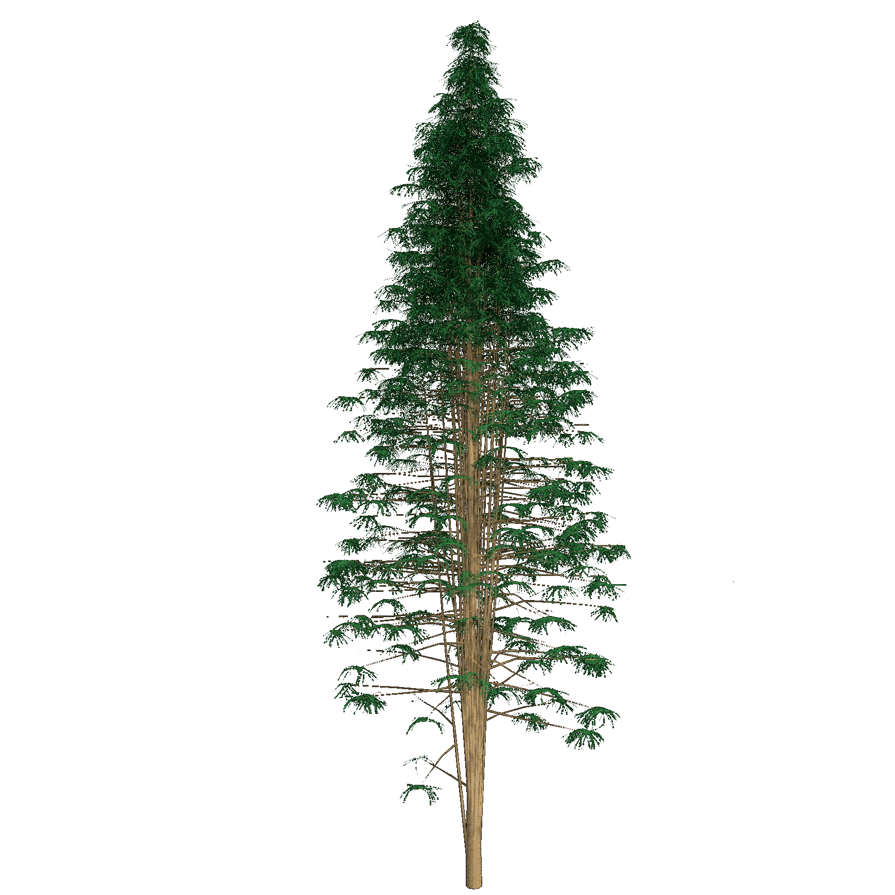 Chinese Juniper