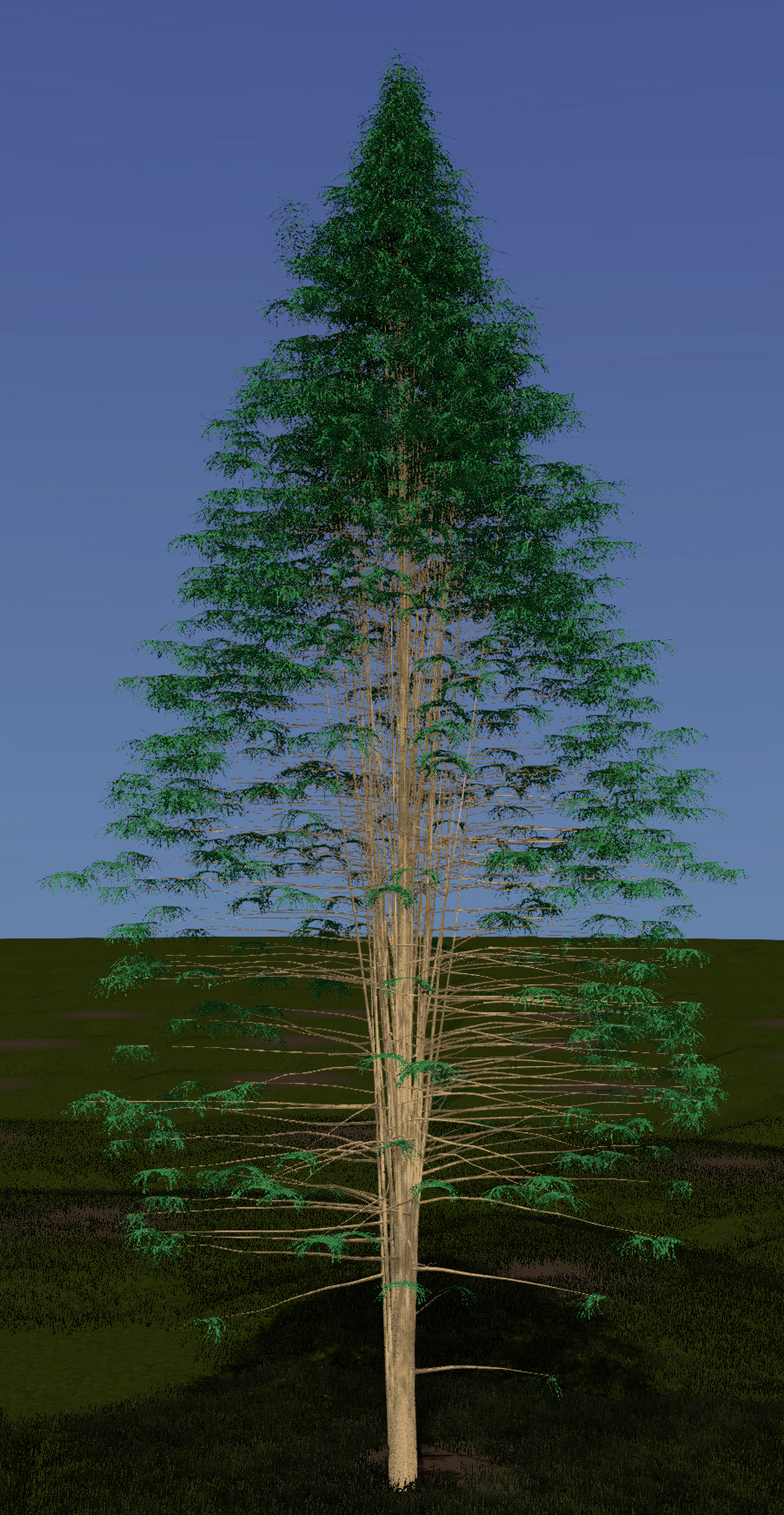 Chinese Juniper