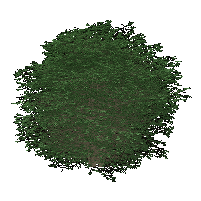 Cockspur Hawthorn
