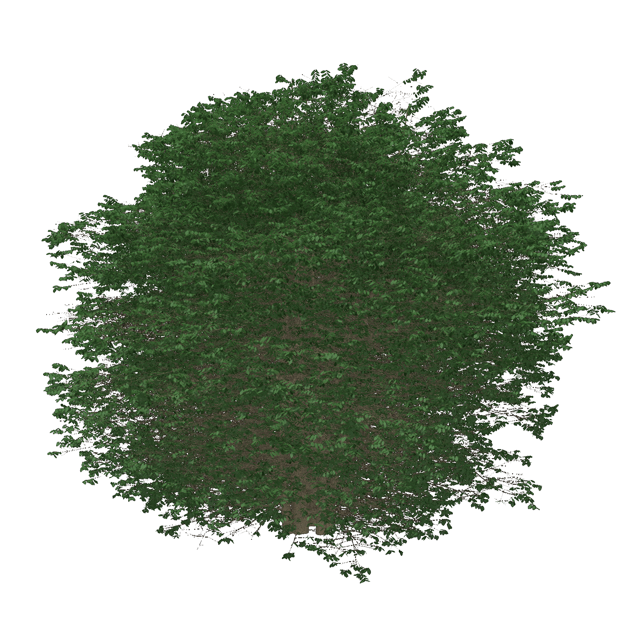 Cockspur Hawthorn